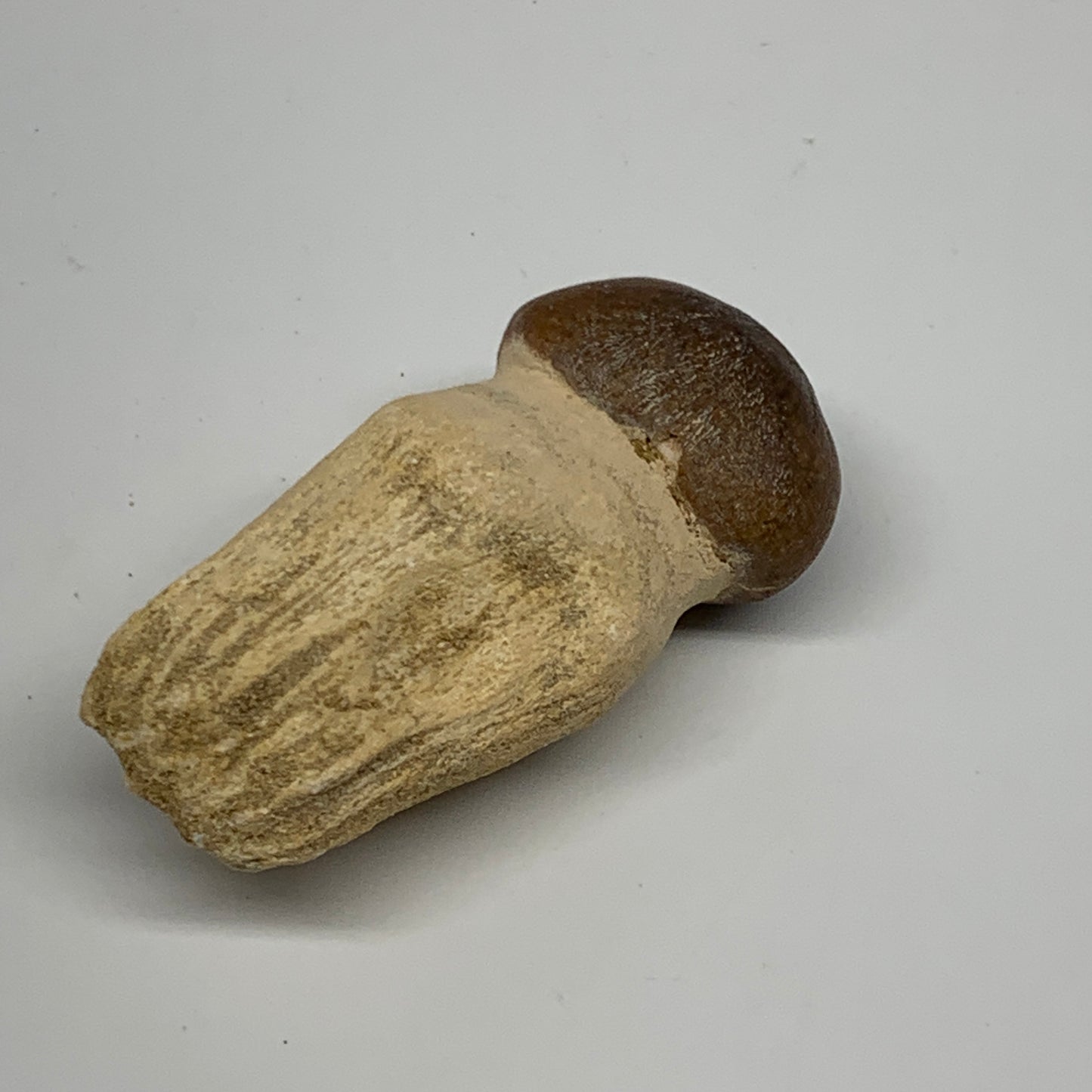 35.4g, 2.3"X1.1"x0.9" Fossil Globidens phosphaticus (Mosasaur ) Tooth, Cretaceou