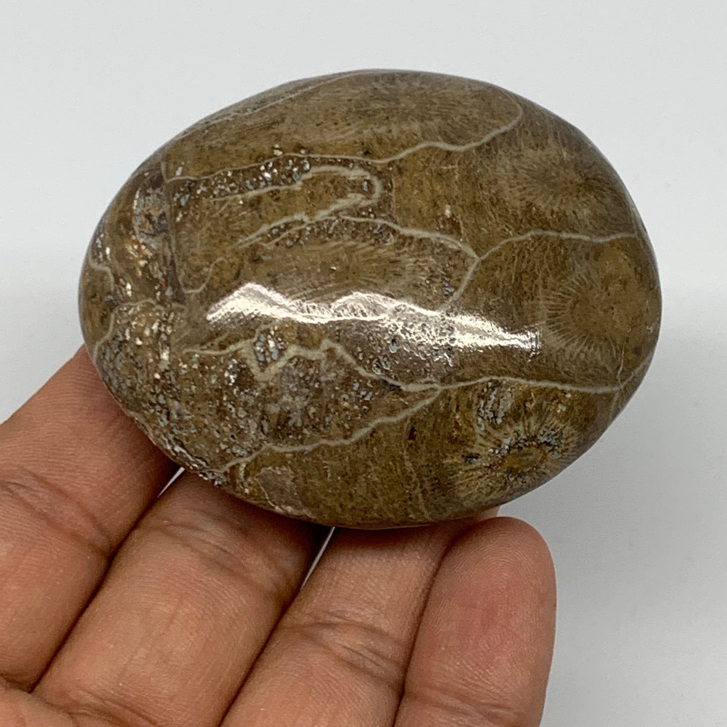 107.8g,2.4"x2.1"x 1.1", Coral Fossils Palm-Stone Polished from Morocco, B20389