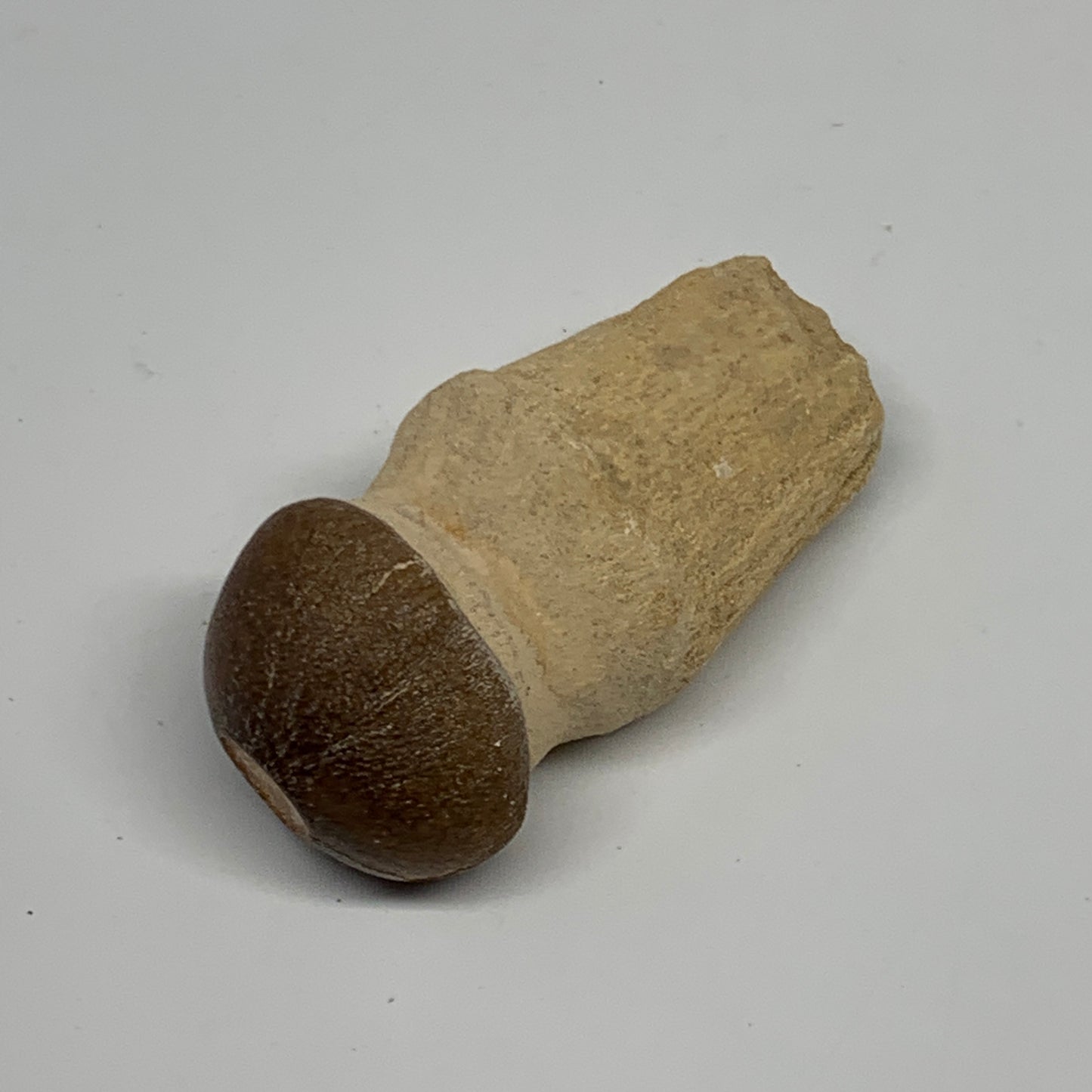 35.4g, 2.3"X1.1"x0.9" Fossil Globidens phosphaticus (Mosasaur ) Tooth, Cretaceou