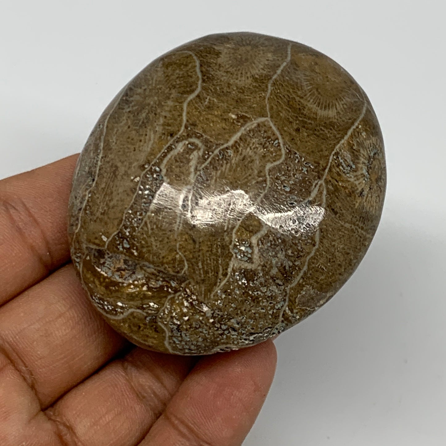 107.8g,2.4"x2.1"x 1.1", Coral Fossils Palm-Stone Polished from Morocco, B20389