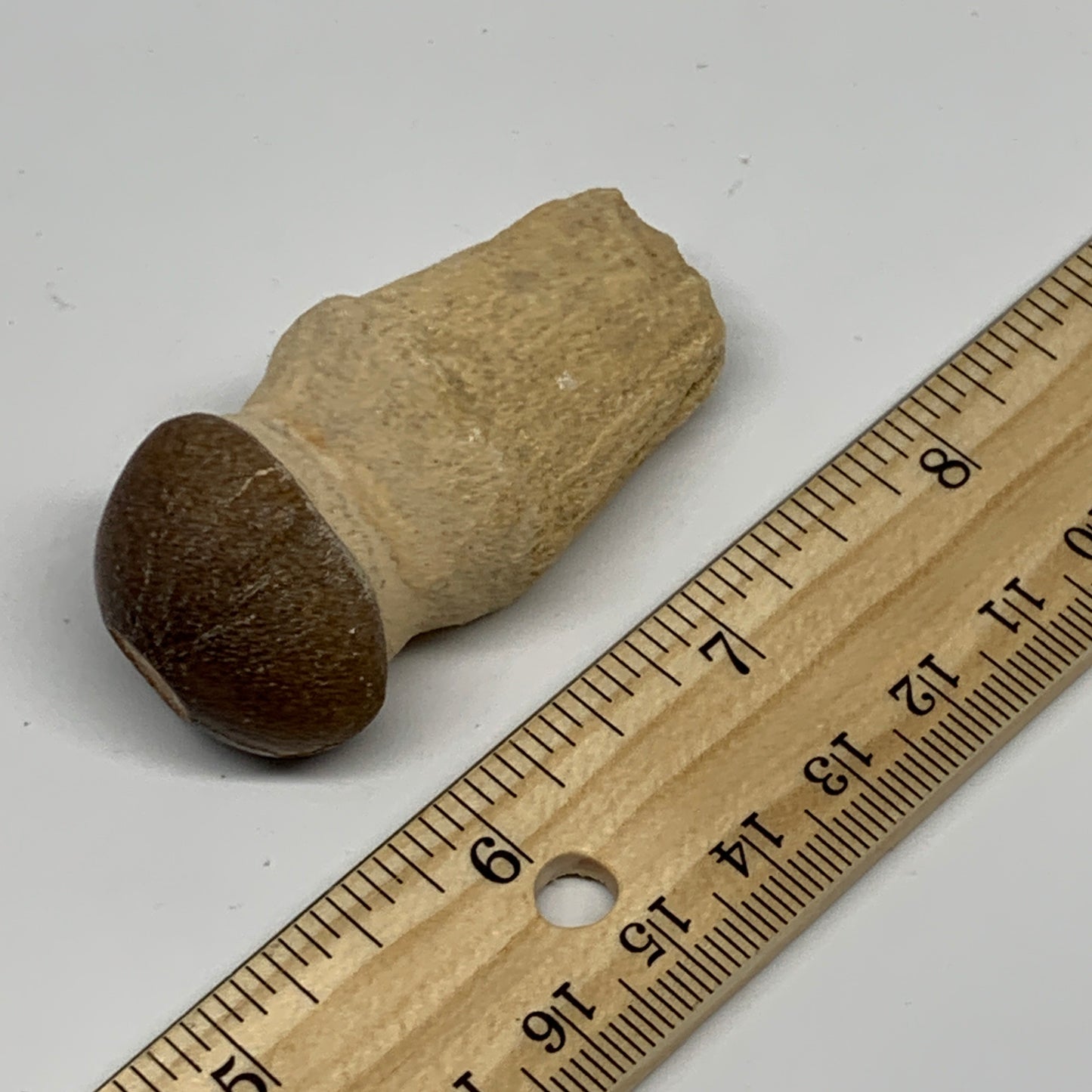 35.4g, 2.3"X1.1"x0.9" Fossil Globidens phosphaticus (Mosasaur ) Tooth, Cretaceou