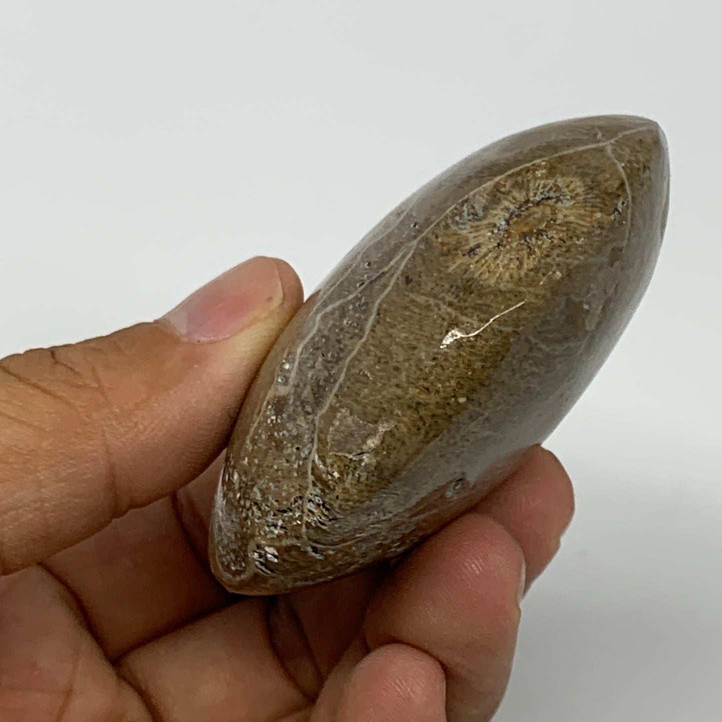 107.8g,2.4"x2.1"x 1.1", Coral Fossils Palm-Stone Polished from Morocco, B20389