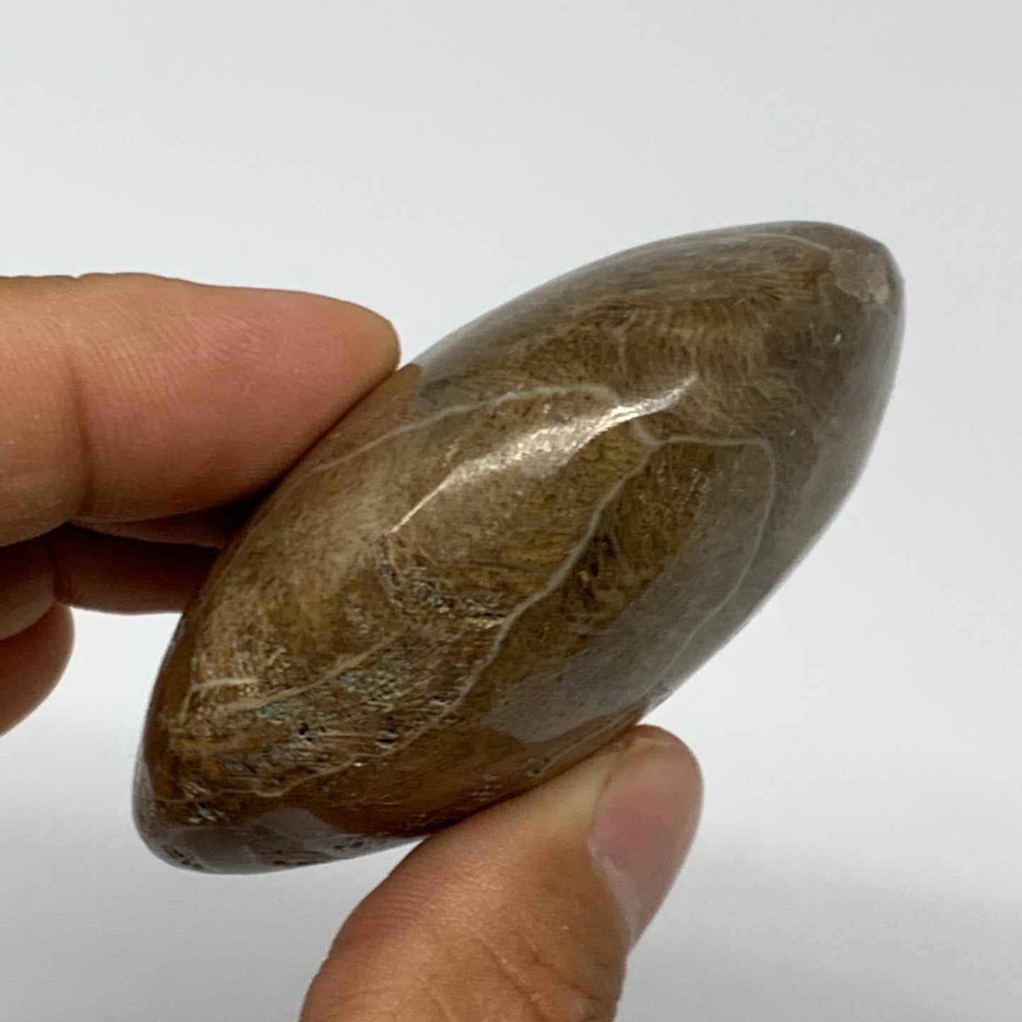 107.8g,2.4"x2.1"x 1.1", Coral Fossils Palm-Stone Polished from Morocco, B20389