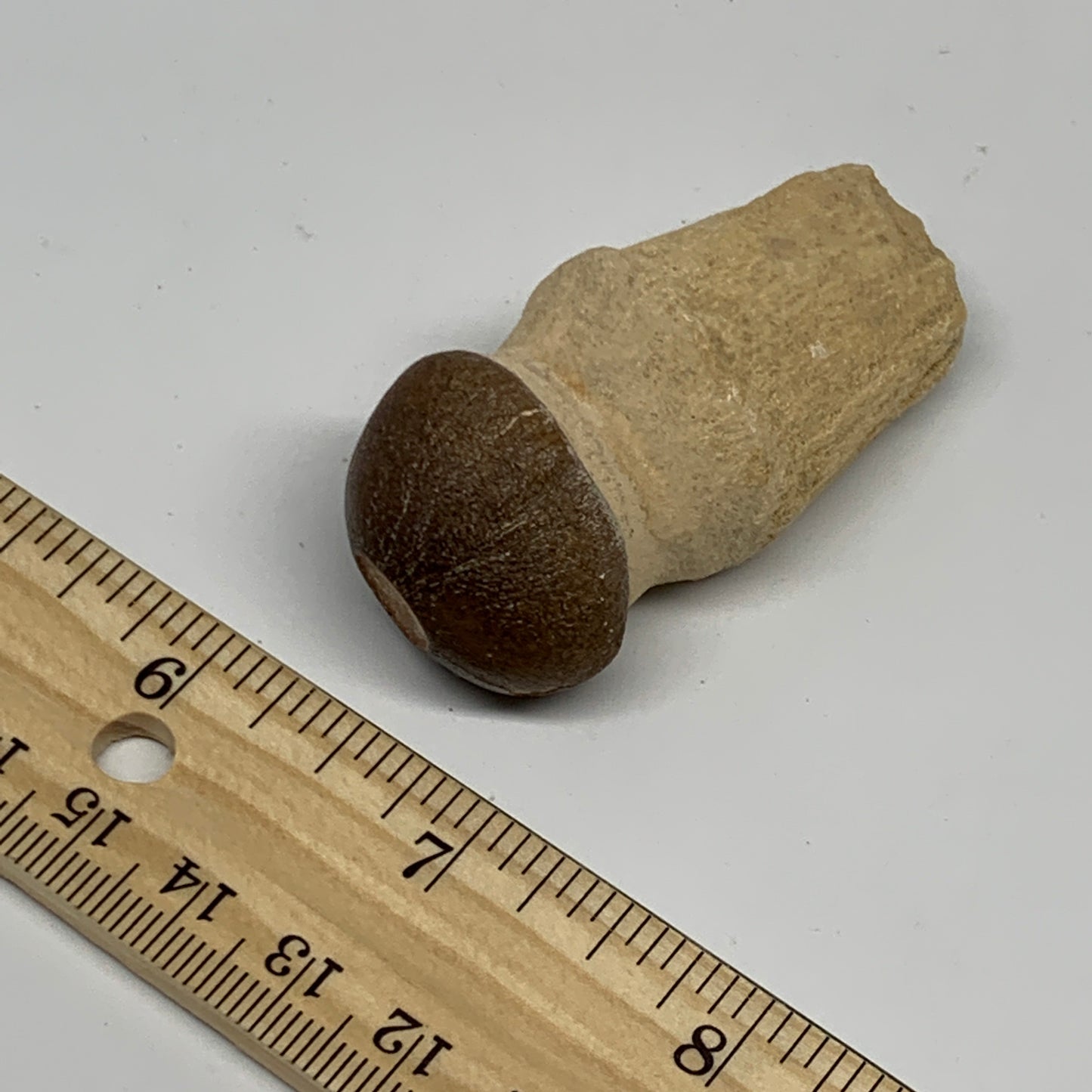 35.4g, 2.3"X1.1"x0.9" Fossil Globidens phosphaticus (Mosasaur ) Tooth, Cretaceou