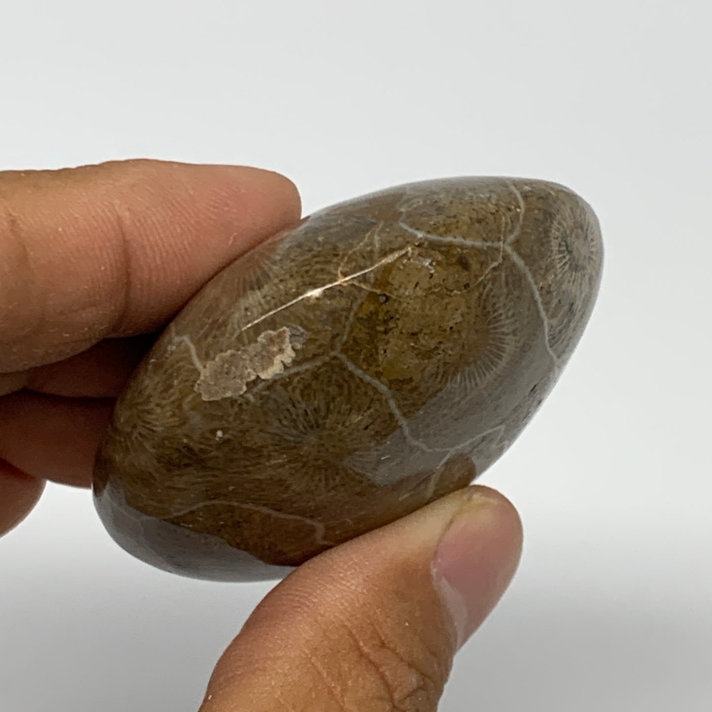 107.8g,2.4"x2.1"x 1.1", Coral Fossils Palm-Stone Polished from Morocco, B20389