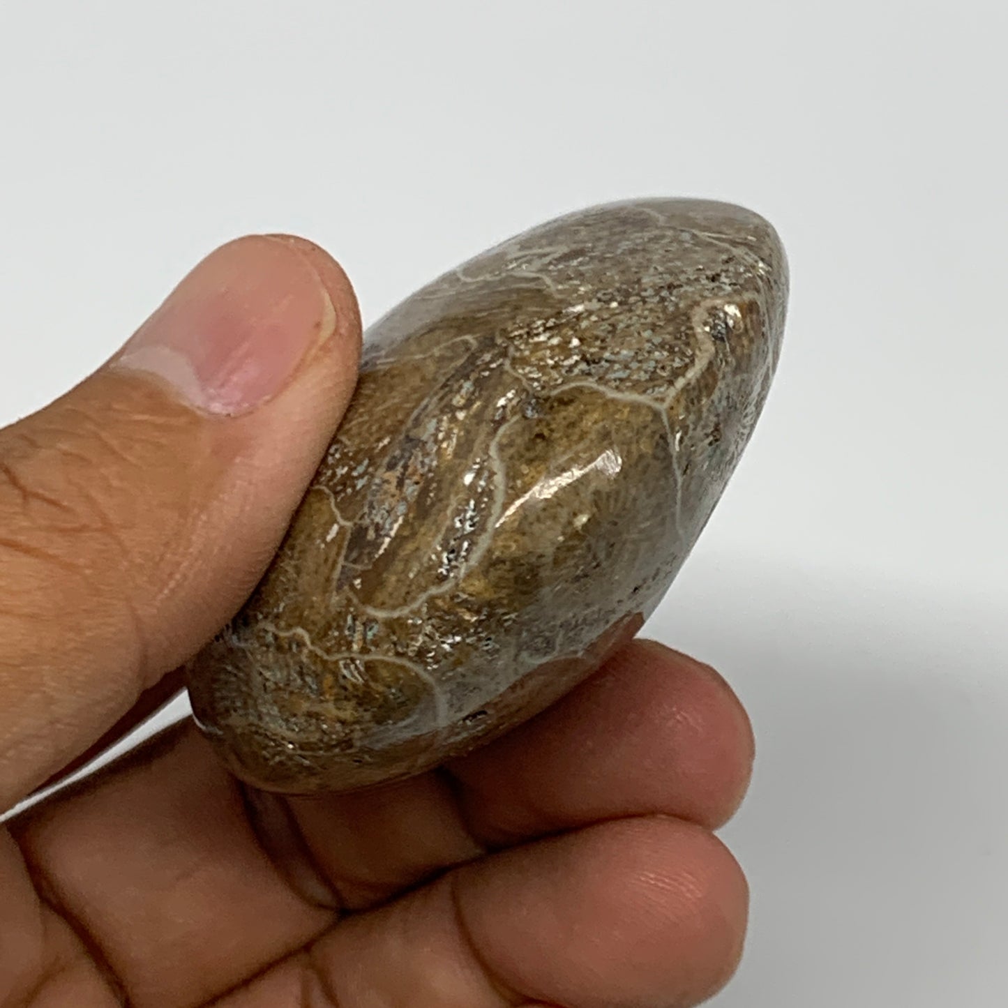 107.8g,2.4"x2.1"x 1.1", Coral Fossils Palm-Stone Polished from Morocco, B20389