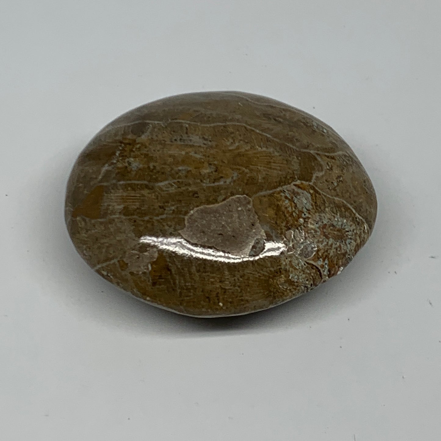 107.8g,2.4"x2.1"x 1.1", Coral Fossils Palm-Stone Polished from Morocco, B20389