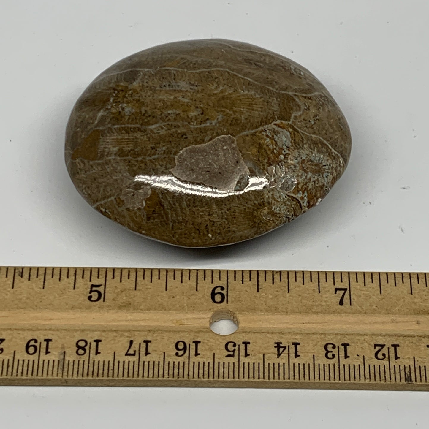 107.8g,2.4"x2.1"x 1.1", Coral Fossils Palm-Stone Polished from Morocco, B20389