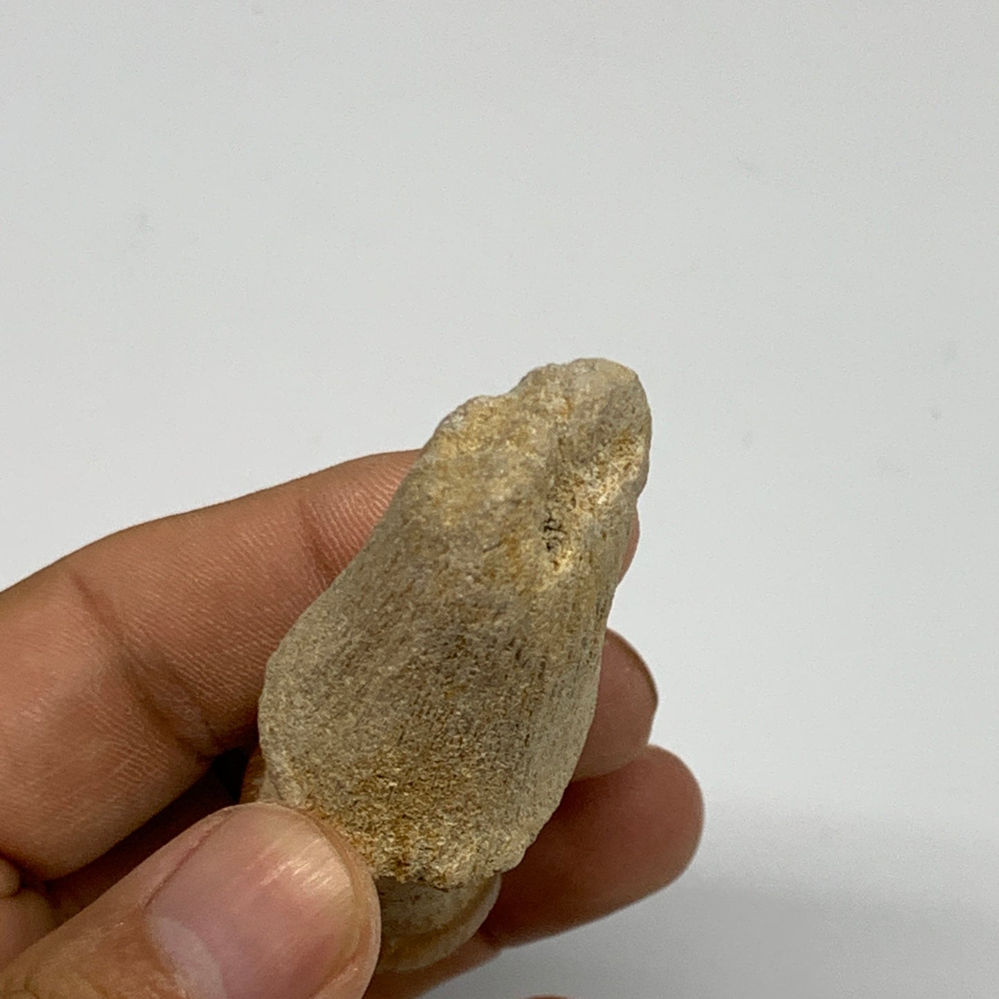 40.9g, 2.6"X1.2"x0.9" Fossil Globidens phosphaticus (Mosasaur ) Tooth, Cretaceou