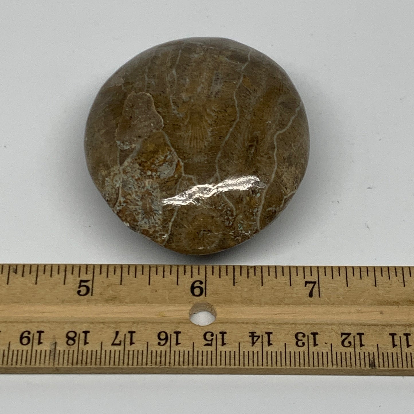 107.8g,2.4"x2.1"x 1.1", Coral Fossils Palm-Stone Polished from Morocco, B20389