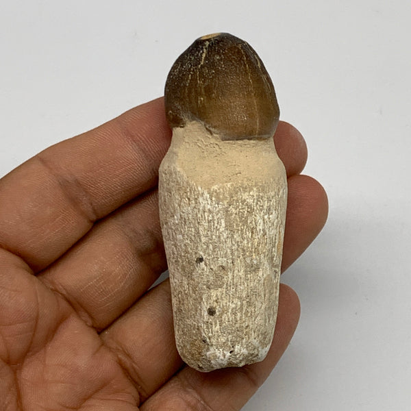 50.5g, 2.8"X1.1"x1" Fossil Globidens phosphaticus (Mosasaur ) Tooth, Cretaceous,