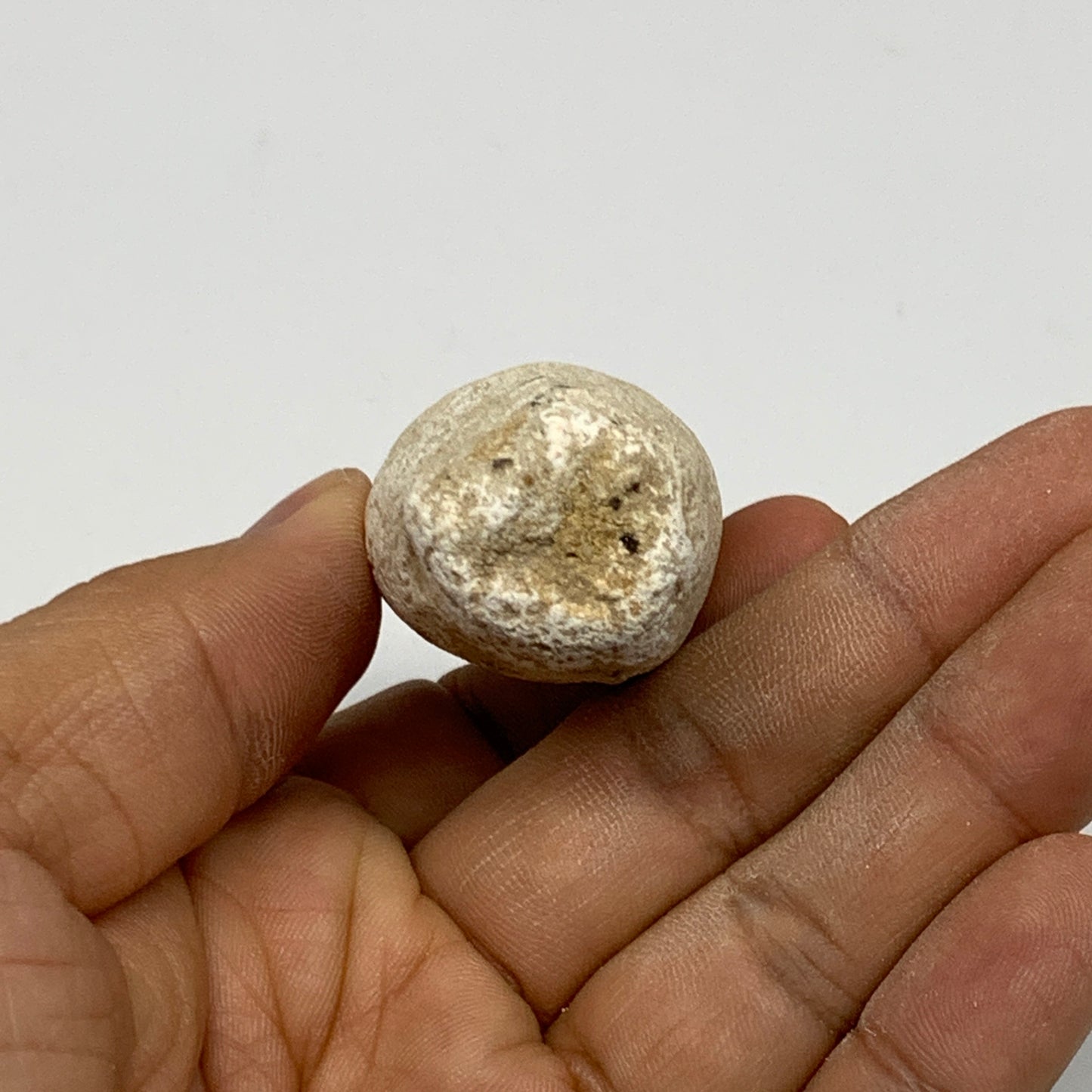 50.5g, 2.8"X1.1"x1" Fossil Globidens phosphaticus (Mosasaur ) Tooth, Cretaceous,