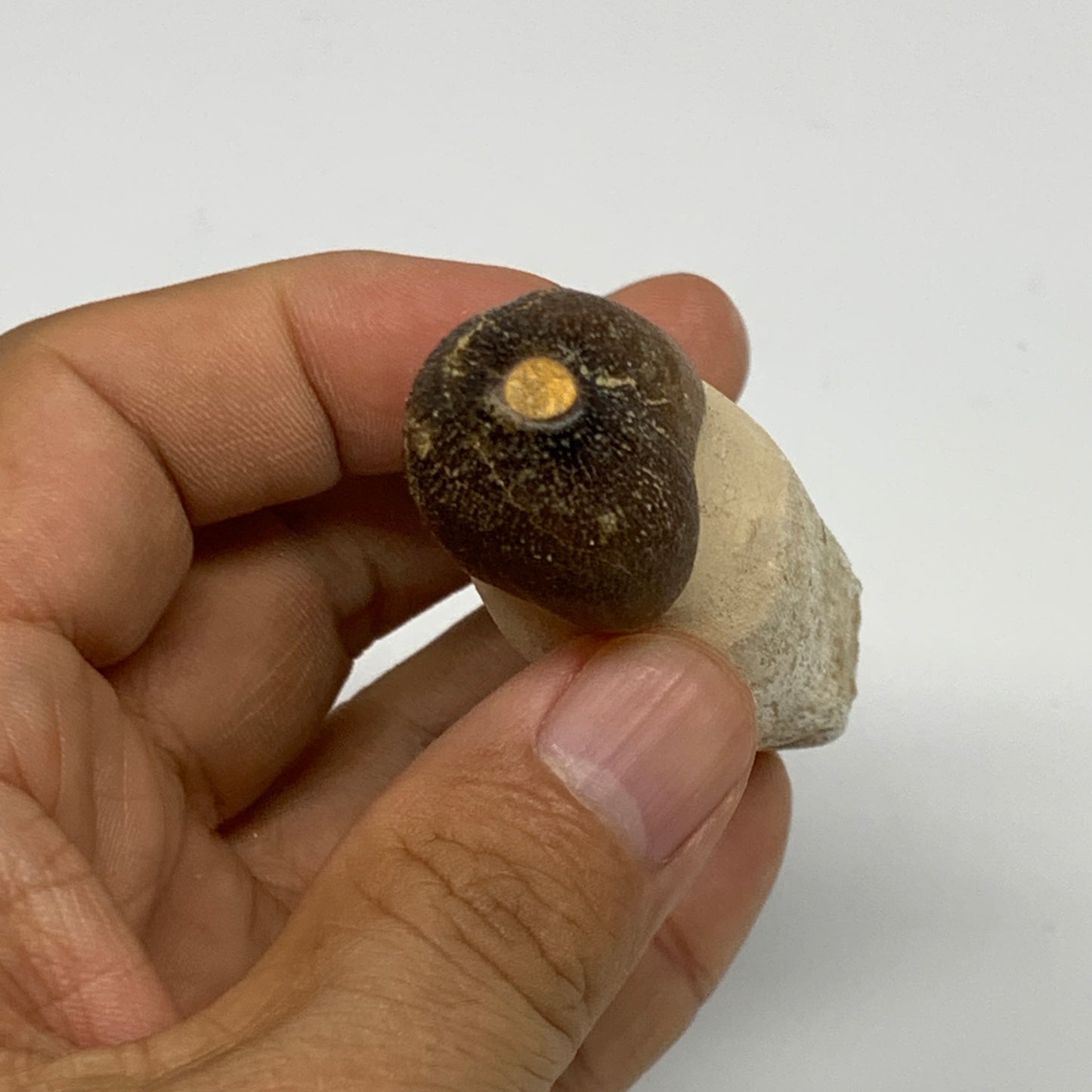 50.5g, 2.8"X1.1"x1" Fossil Globidens phosphaticus (Mosasaur ) Tooth, Cretaceous,