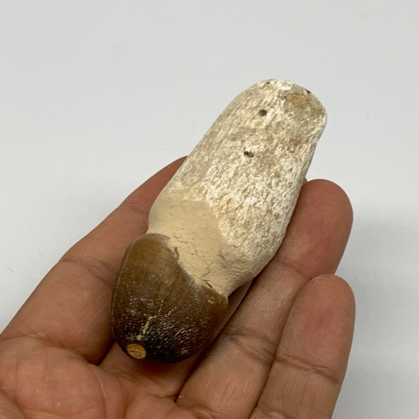 50.5g, 2.8"X1.1"x1" Fossil Globidens phosphaticus (Mosasaur ) Tooth, Cretaceous,