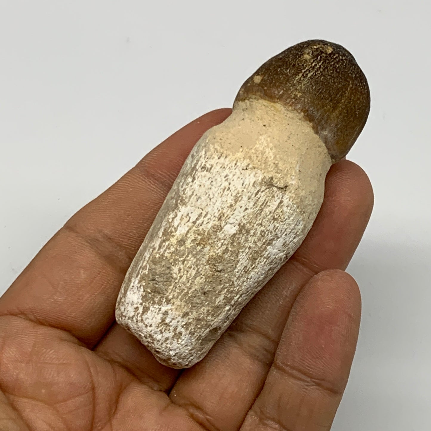 50.5g, 2.8"X1.1"x1" Fossil Globidens phosphaticus (Mosasaur ) Tooth, Cretaceous,