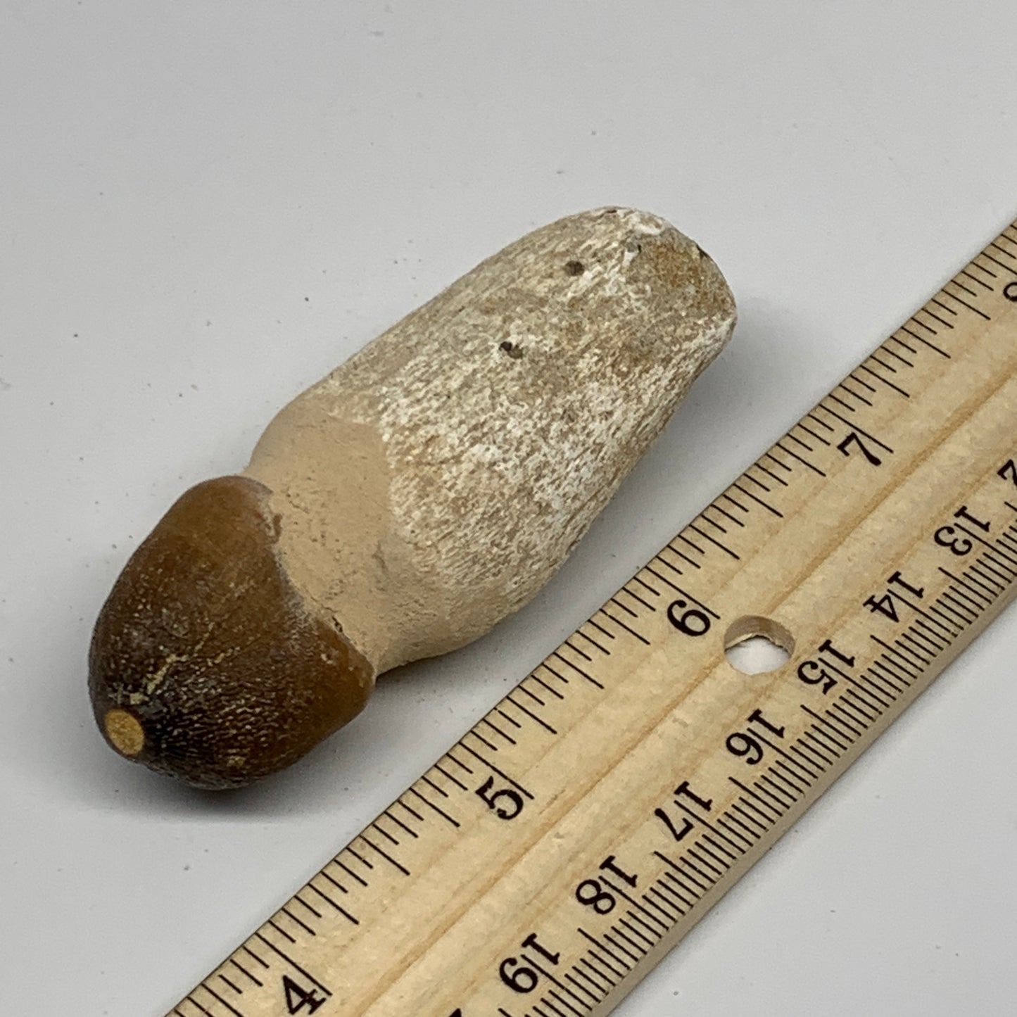 50.5g, 2.8"X1.1"x1" Fossil Globidens phosphaticus (Mosasaur ) Tooth, Cretaceous,