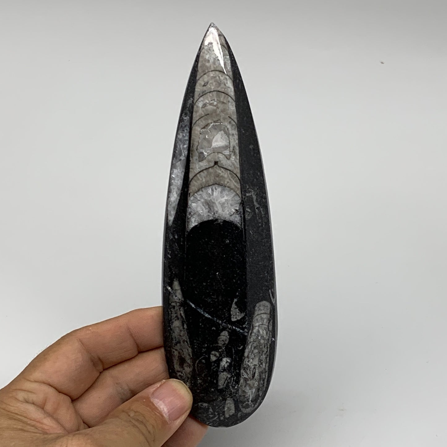 127.4g,6"x1.8"x0.5" Fossils Orthoceras (straight horn) SQUID @Morocco,B11660