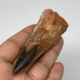 51.3g,3.2"X1.2"x 1" Rare Natural Fossils Spinosaurus Tooth from Morocco, F3149