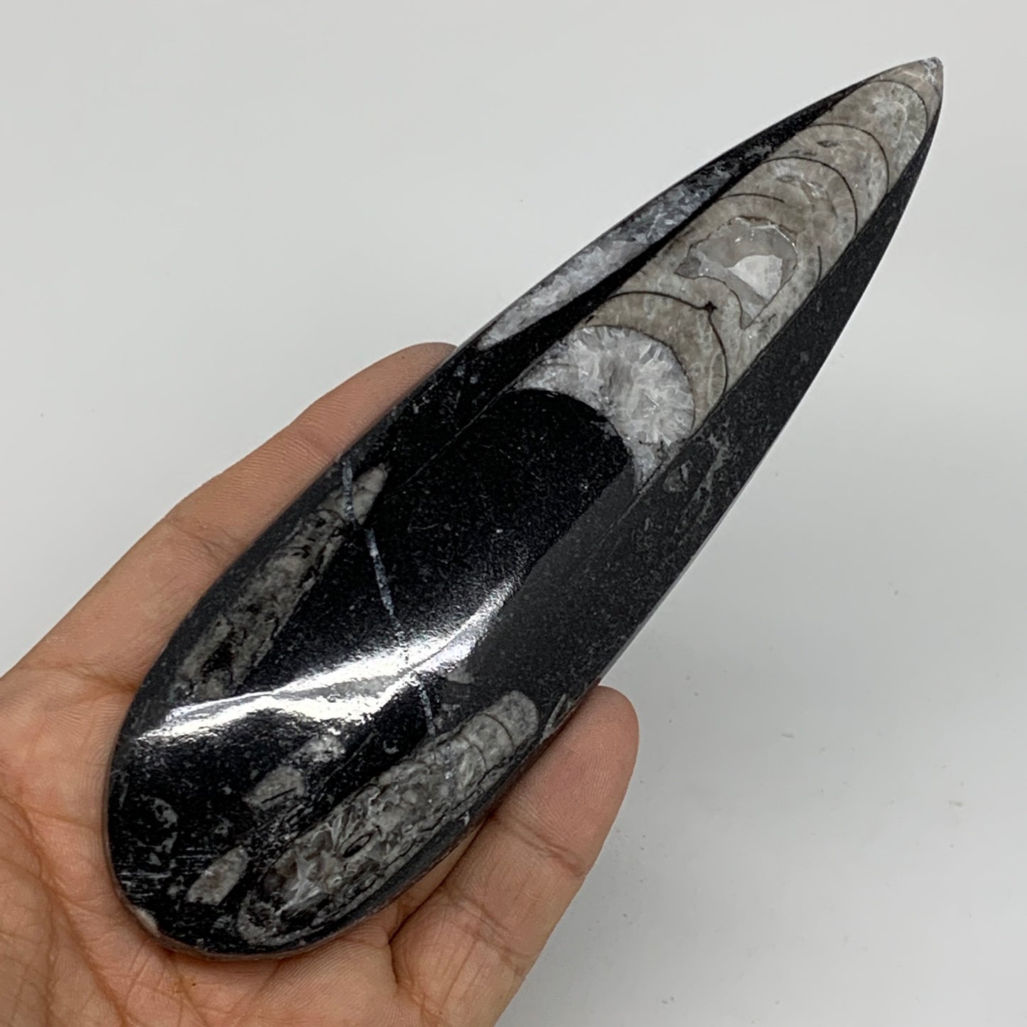 127.4g,6"x1.8"x0.5" Fossils Orthoceras (straight horn) SQUID @Morocco,B11660
