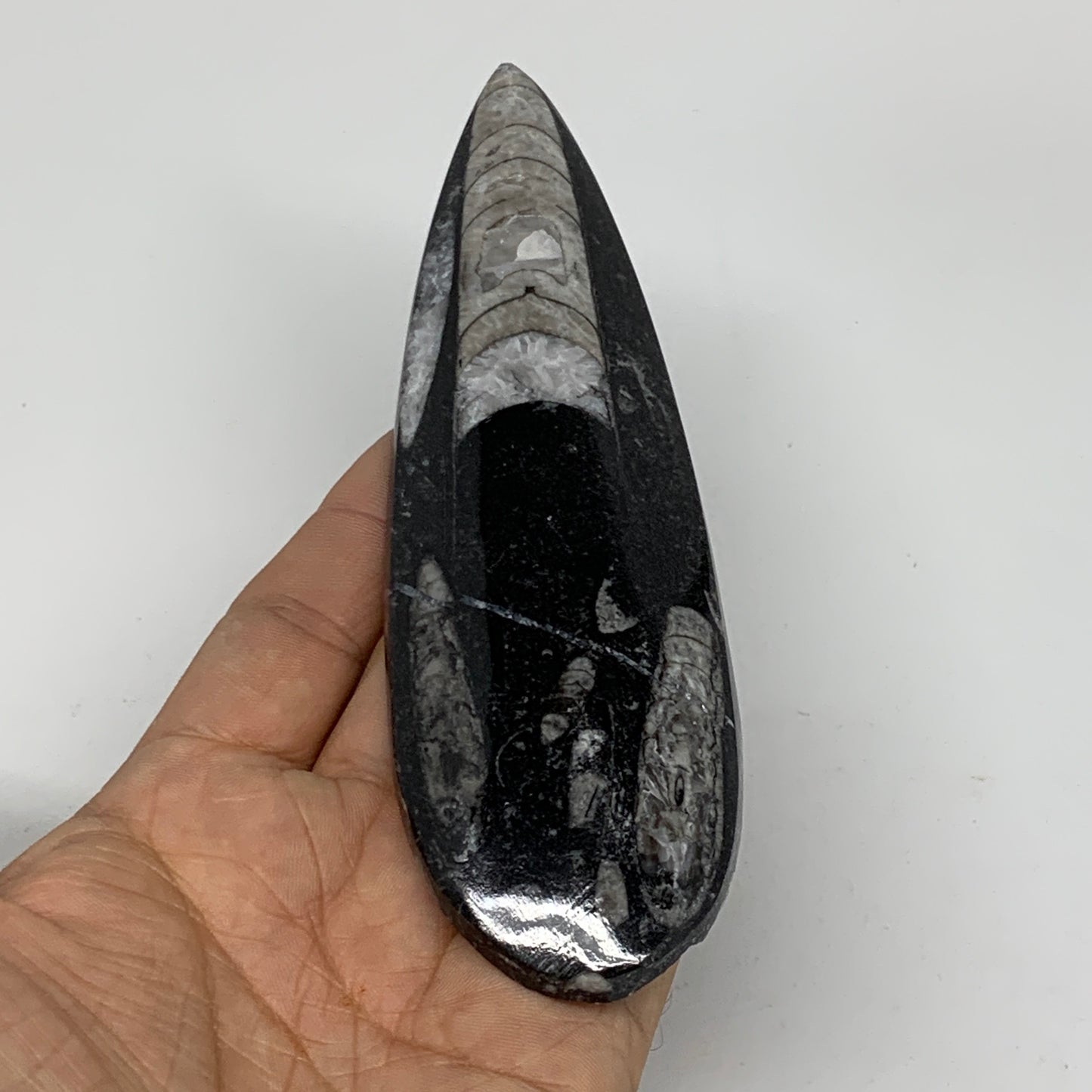 127.4g,6"x1.8"x0.5" Fossils Orthoceras (straight horn) SQUID @Morocco,B11660