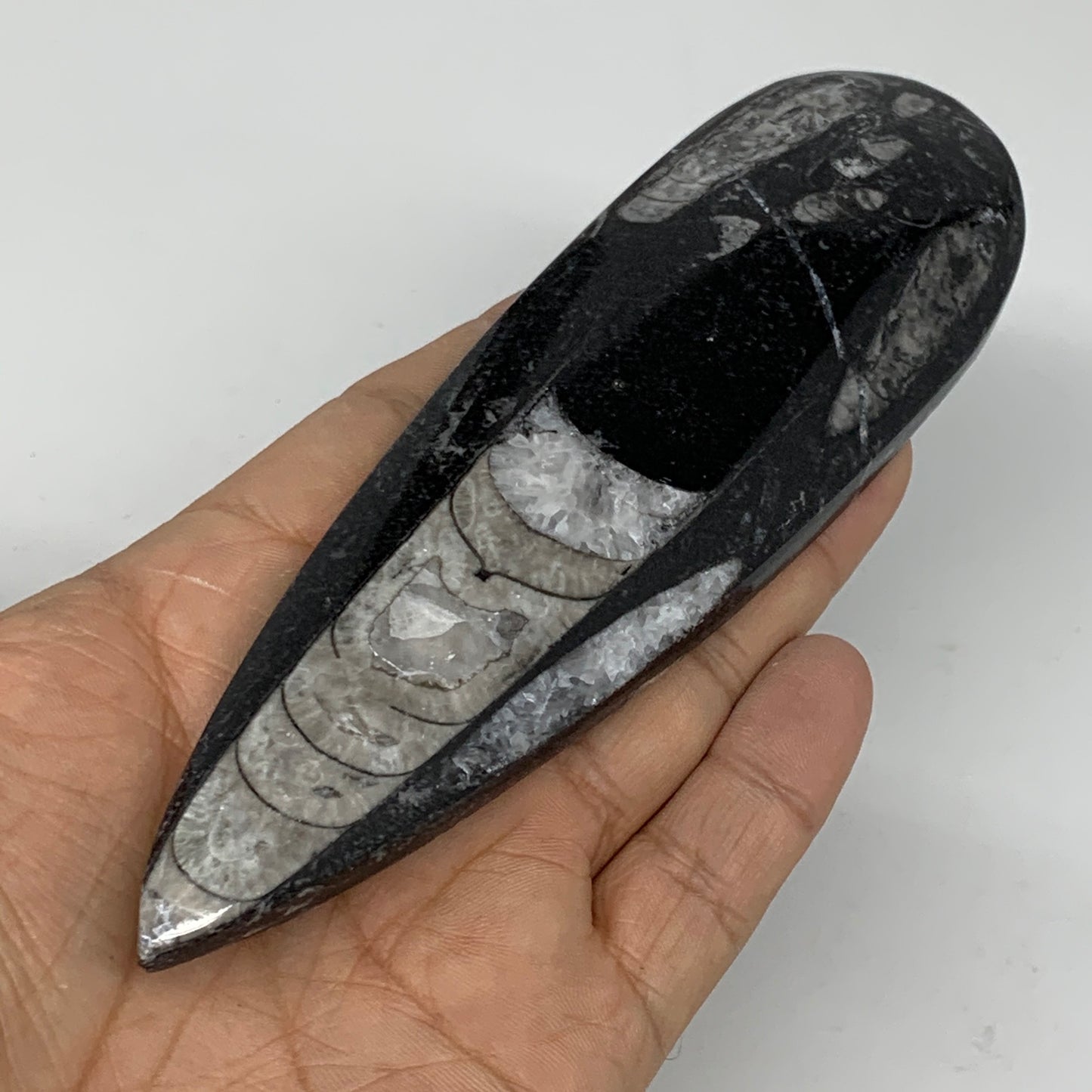 127.4g,6"x1.8"x0.5" Fossils Orthoceras (straight horn) SQUID @Morocco,B11660