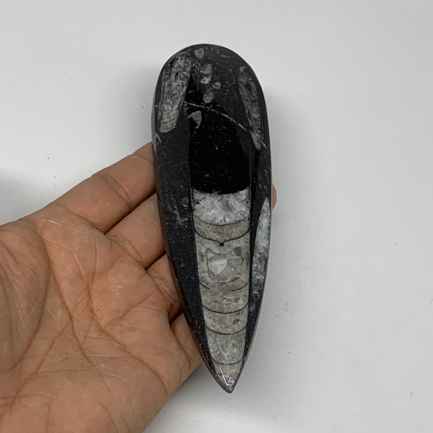 127.4g,6"x1.8"x0.5" Fossils Orthoceras (straight horn) SQUID @Morocco,B11660