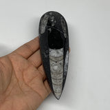 127.4g,6"x1.8"x0.5" Fossils Orthoceras (straight horn) SQUID @Morocco,B11660