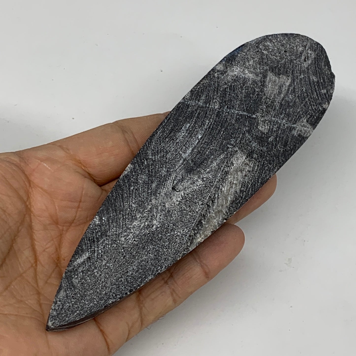 127.4g,6"x1.8"x0.5" Fossils Orthoceras (straight horn) SQUID @Morocco,B11660