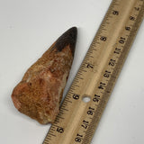 51.3g,3.2"X1.2"x 1" Rare Natural Fossils Spinosaurus Tooth from Morocco, F3149