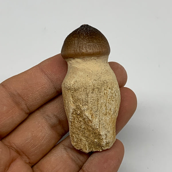 30.1g, 2.3"X1"x0.9" Fossil Globidens phosphaticus (Mosasaur ) Tooth, Cretaceous,