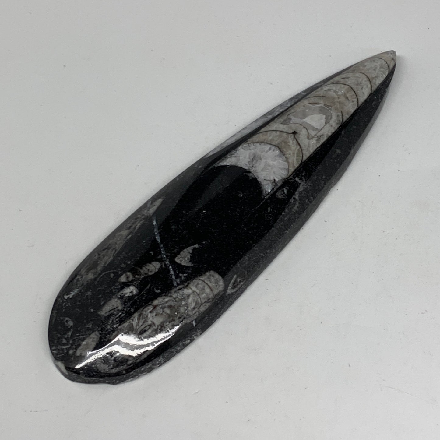 127.4g,6"x1.8"x0.5" Fossils Orthoceras (straight horn) SQUID @Morocco,B11660