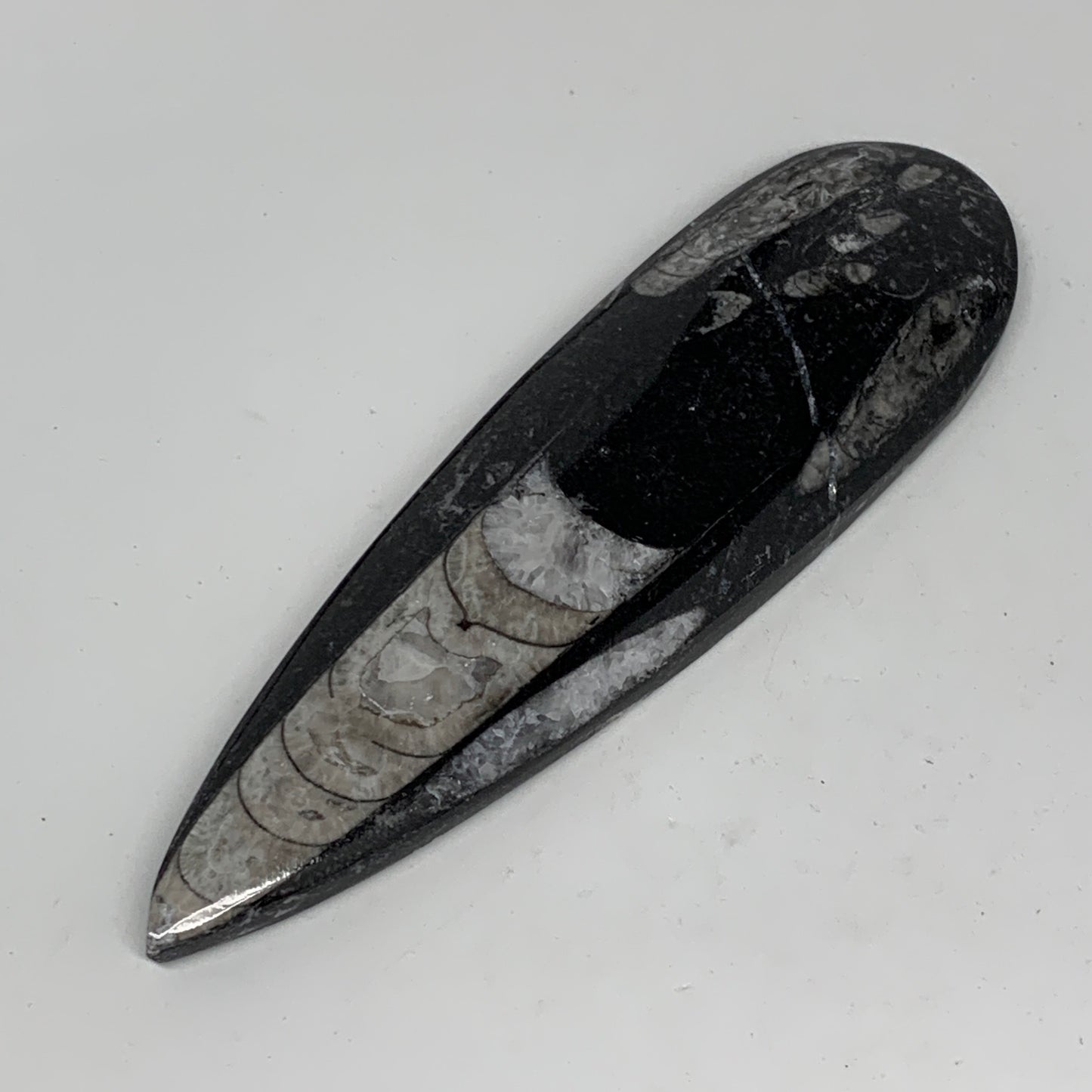 127.4g,6"x1.8"x0.5" Fossils Orthoceras (straight horn) SQUID @Morocco,B11660