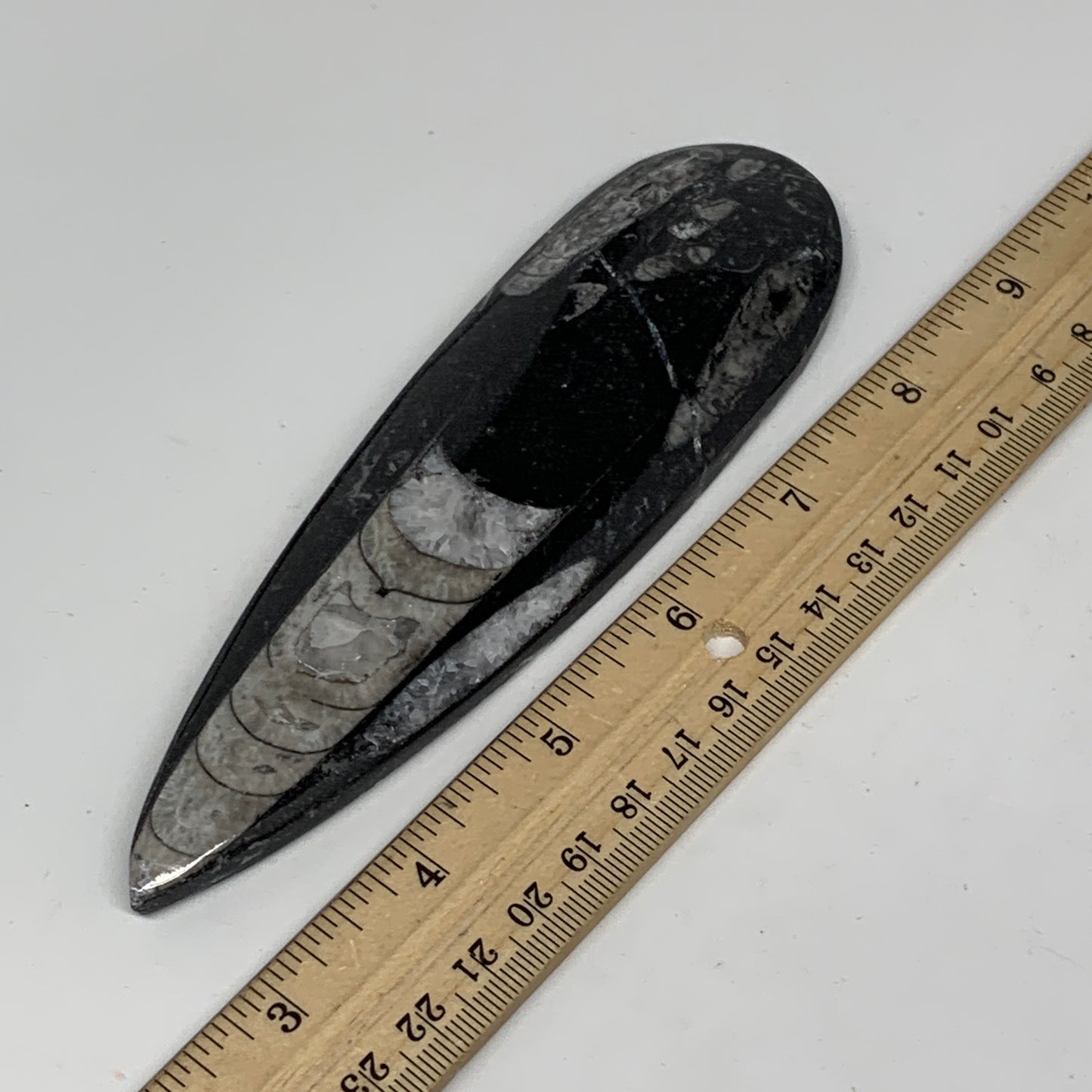 127.4g,6"x1.8"x0.5" Fossils Orthoceras (straight horn) SQUID @Morocco,B11660