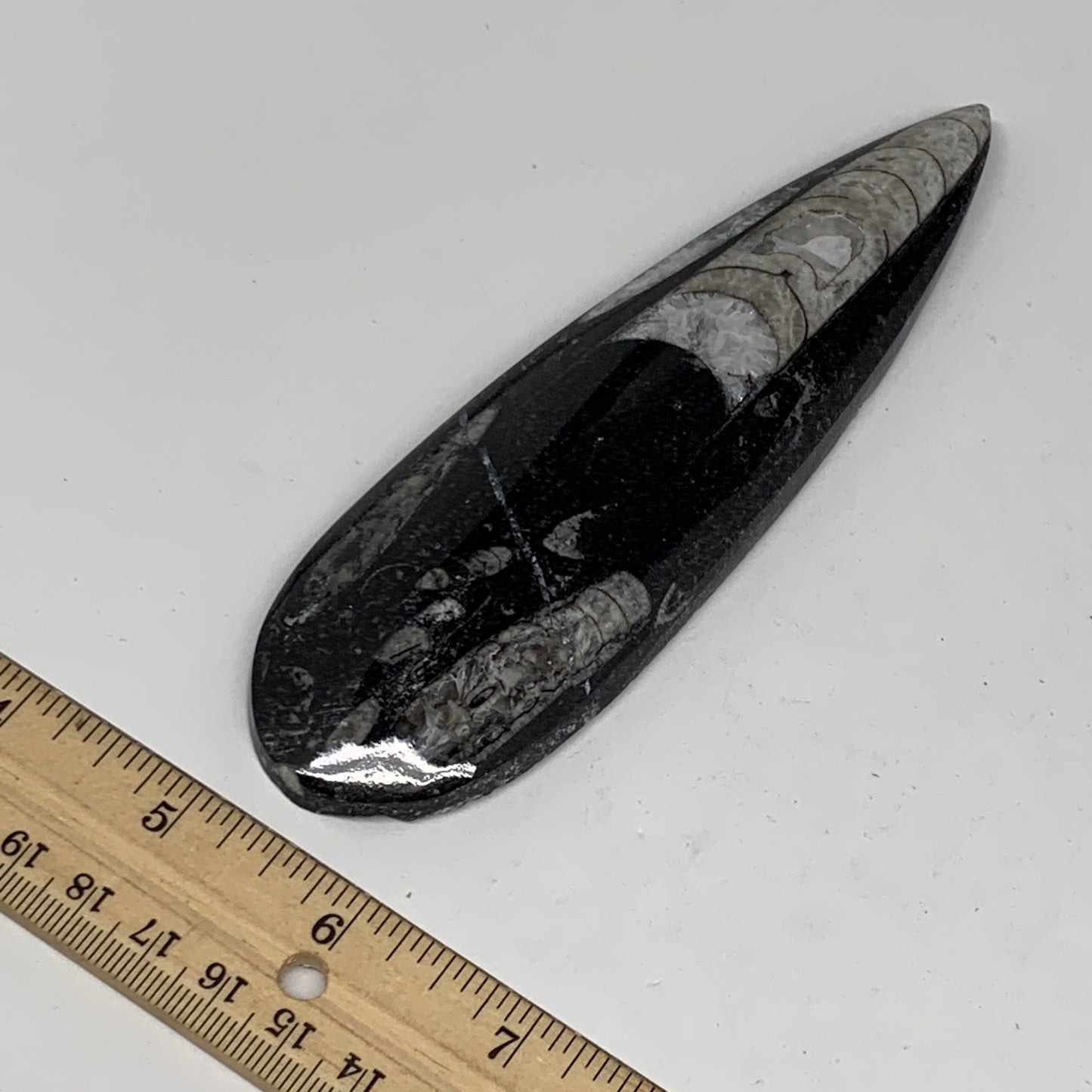 127.4g,6"x1.8"x0.5" Fossils Orthoceras (straight horn) SQUID @Morocco,B11660