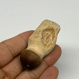 30.1g, 2.3"X1"x0.9" Fossil Globidens phosphaticus (Mosasaur ) Tooth, Cretaceous,