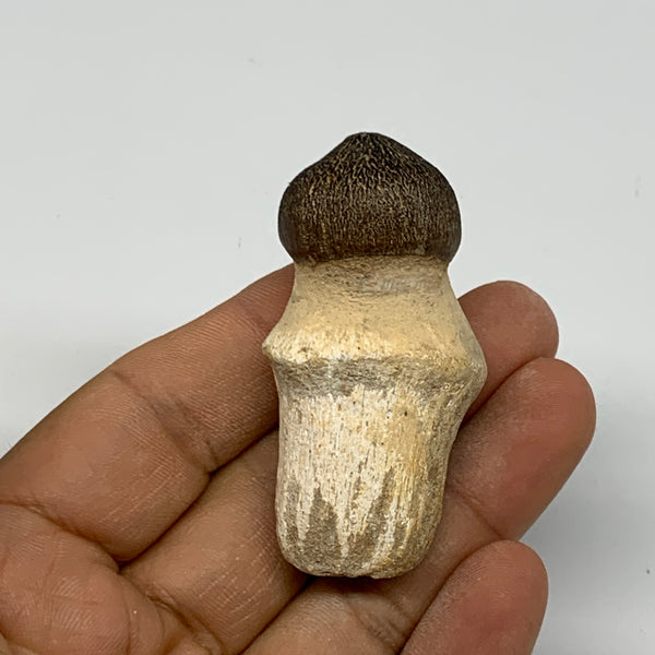31.4g, 2.2"X1.2"x0.8" Fossil Globidens phosphaticus (Mosasaur ) Tooth, Cretaceou