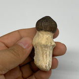 31.4g, 2.2"X1.2"x0.8" Fossil Globidens phosphaticus (Mosasaur ) Tooth, Cretaceou