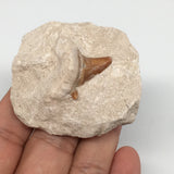 57.6g,2.1"X1.9"x1"Otodus Fossil Shark Tooth Mounted on Matrix @Morocco,MF1892