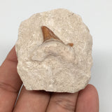 57.6g,2.1"X1.9"x1"Otodus Fossil Shark Tooth Mounted on Matrix @Morocco,MF1892