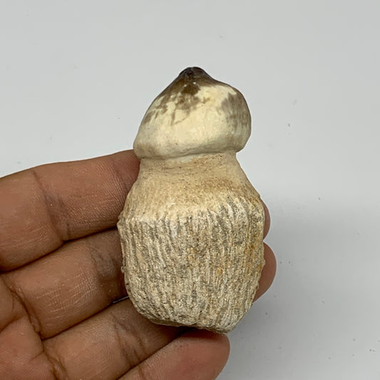 46.9g, 2.5"X1.4"x1" Fossil Globidens phosphaticus (Mosasaur ) Tooth, Cretaceous,