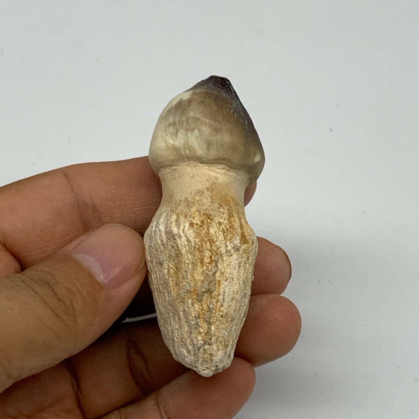 46.9g, 2.5"X1.4"x1" Fossil Globidens phosphaticus (Mosasaur ) Tooth, Cretaceous,