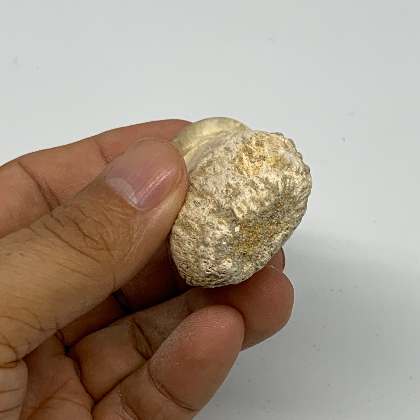 46.9g, 2.5"X1.4"x1" Fossil Globidens phosphaticus (Mosasaur ) Tooth, Cretaceous,