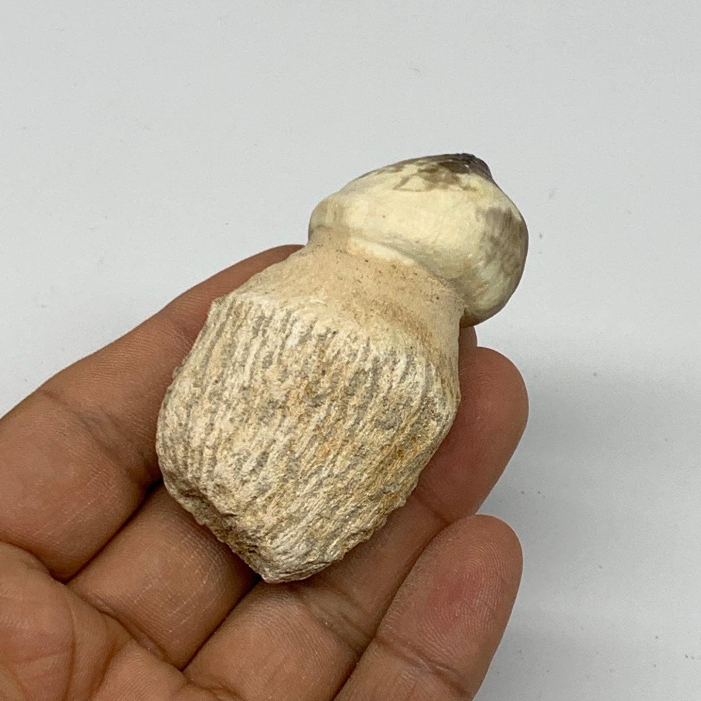 46.9g, 2.5"X1.4"x1" Fossil Globidens phosphaticus (Mosasaur ) Tooth, Cretaceous,