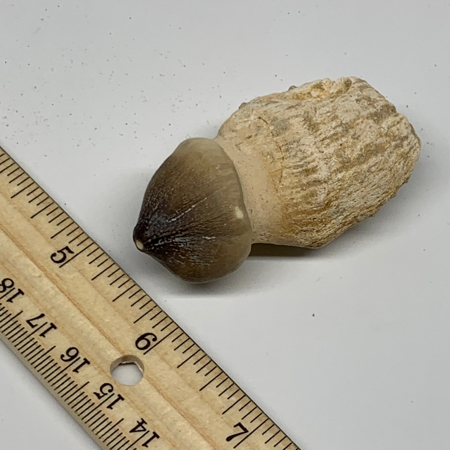 46.9g, 2.5"X1.4"x1" Fossil Globidens phosphaticus (Mosasaur ) Tooth, Cretaceous,