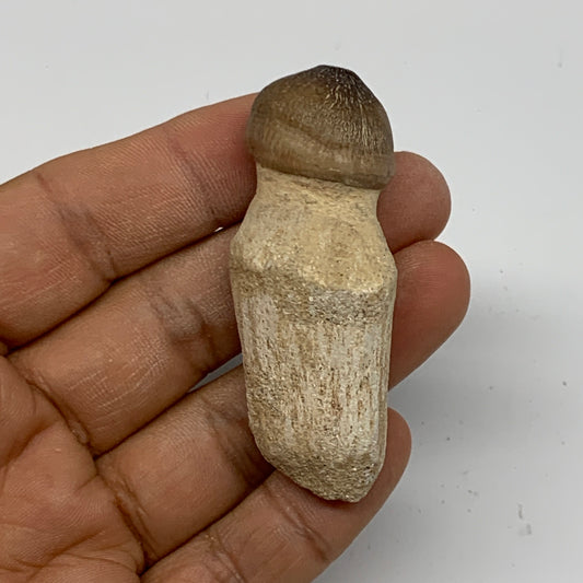 26.1g, 2.4"X0.9"x0.8" Fossil Globidens phosphaticus (Mosasaur ) Tooth, Cretaceou