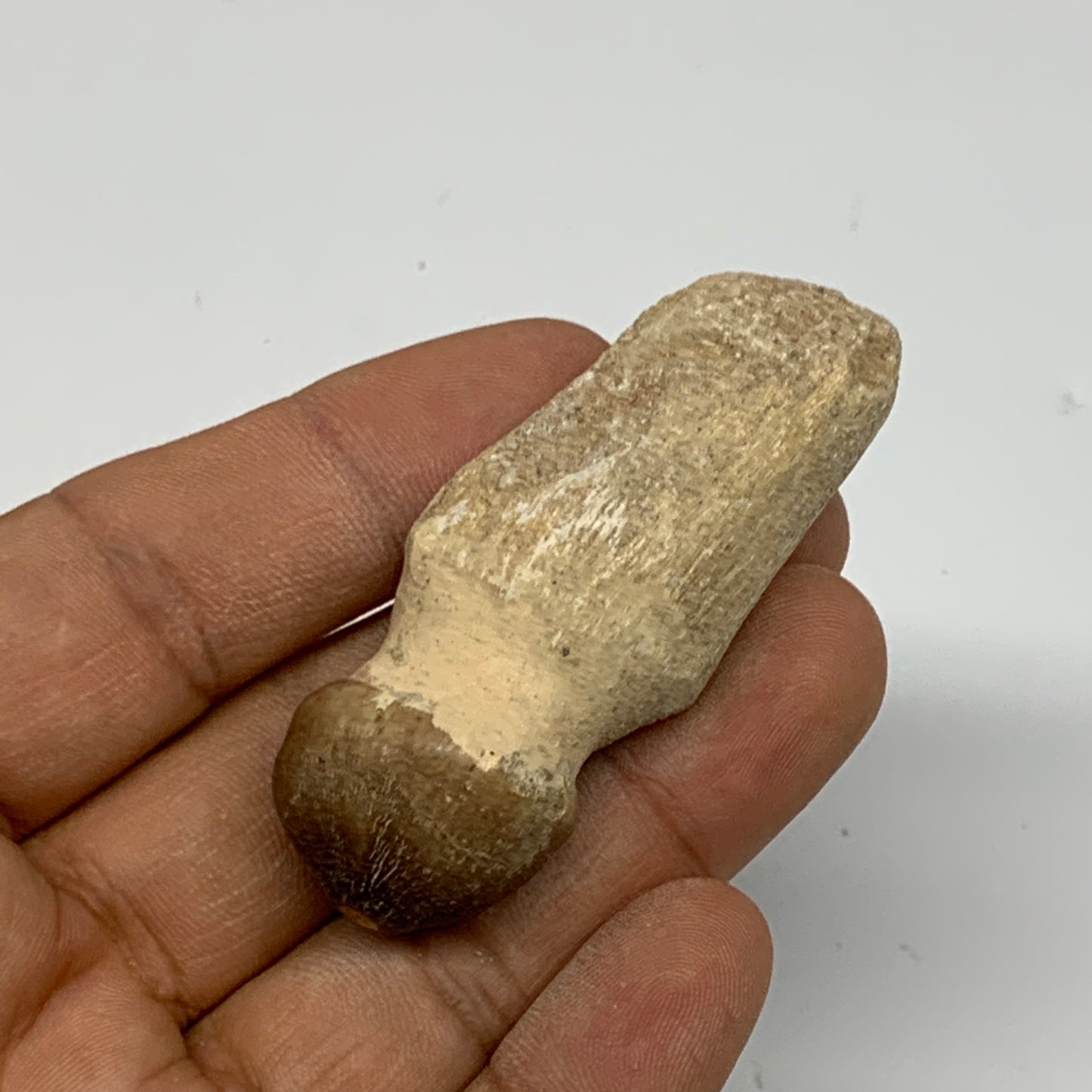 26.1g, 2.4"X0.9"x0.8" Fossil Globidens phosphaticus (Mosasaur ) Tooth, Cretaceou