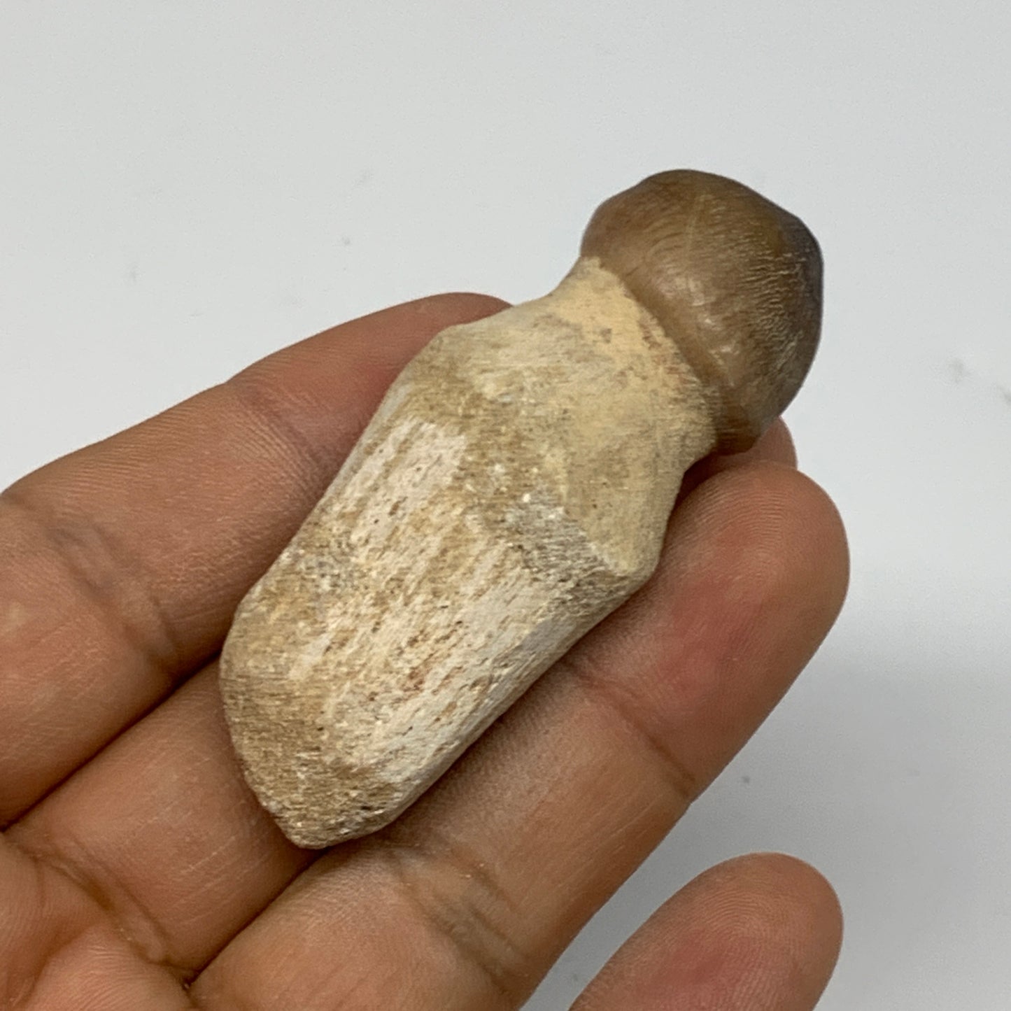 26.1g, 2.4"X0.9"x0.8" Fossil Globidens phosphaticus (Mosasaur ) Tooth, Cretaceou