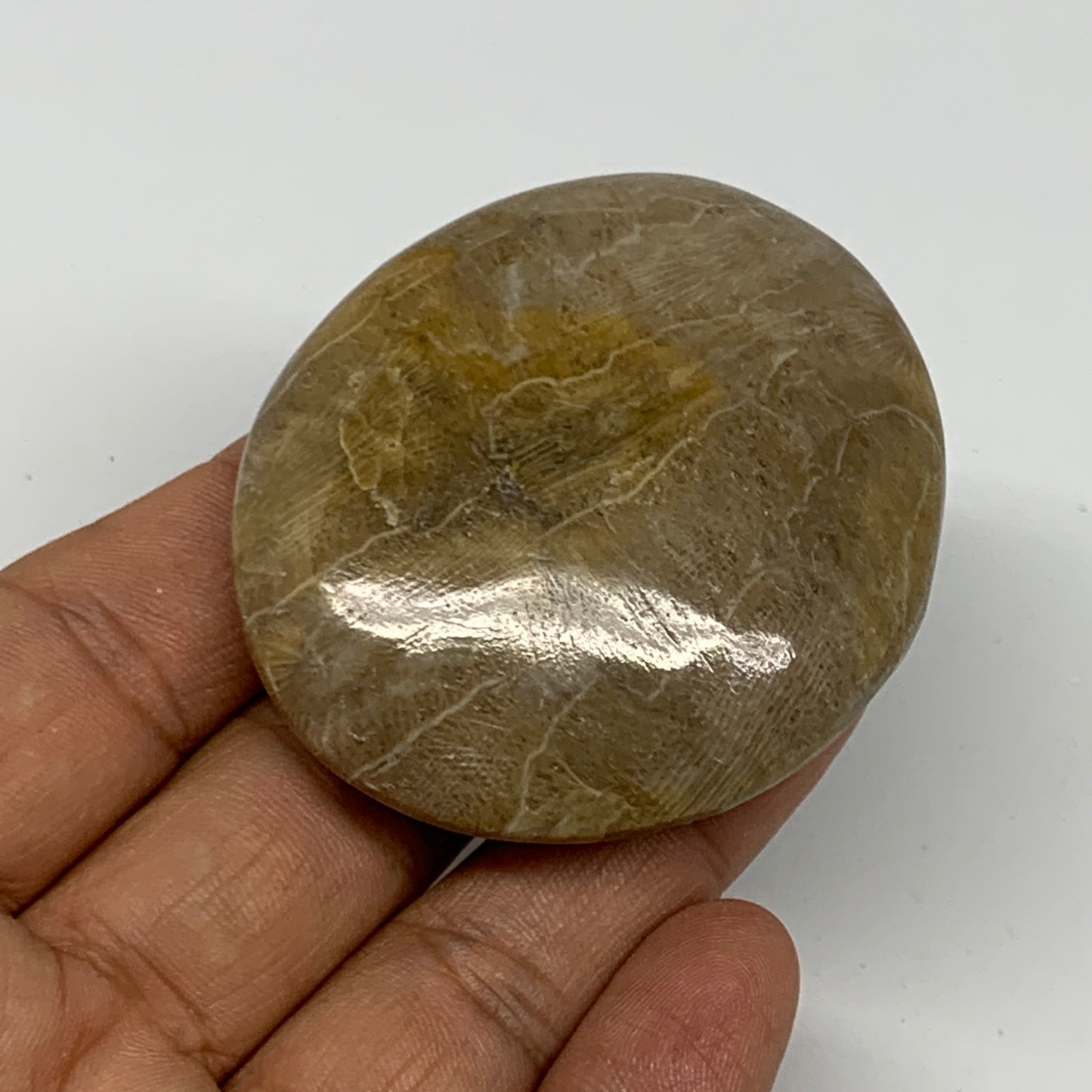 71.3g,2.2"x1.9"x 0.7", Coral Fossils Palm-Stone Polished from Morocco, B20398