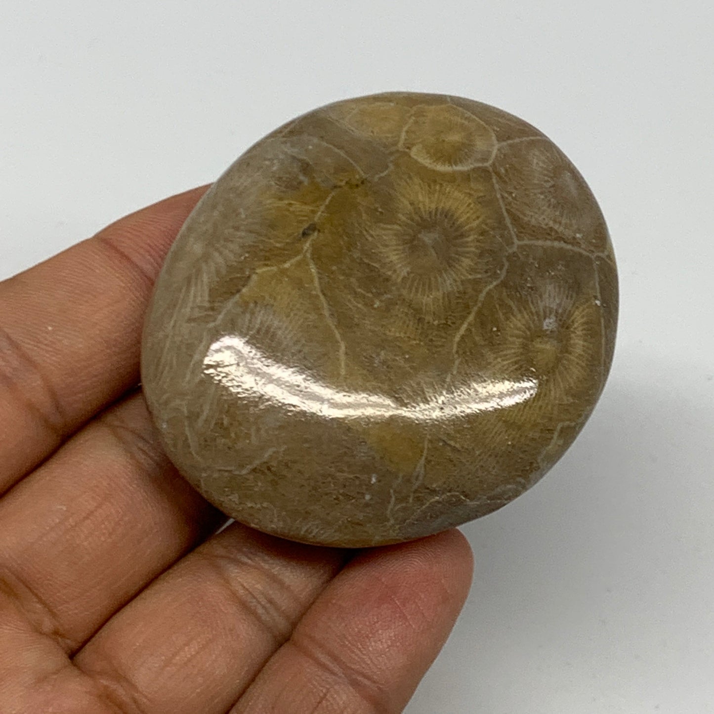 71.3g,2.2"x1.9"x 0.7", Coral Fossils Palm-Stone Polished from Morocco, B20398