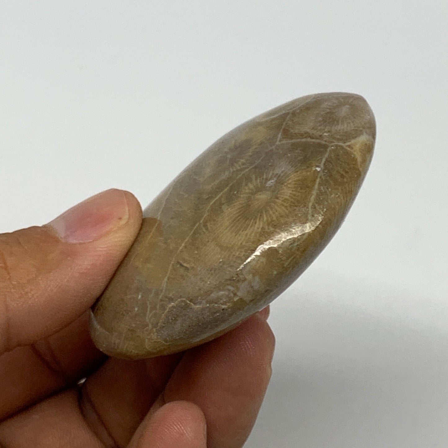 71.3g,2.2"x1.9"x 0.7", Coral Fossils Palm-Stone Polished from Morocco, B20398